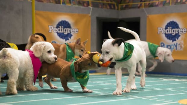 puppy_bowl_nikita_noodle_basher_jr.266a29c19593.jpg